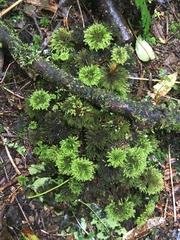 Mniodendron comatum