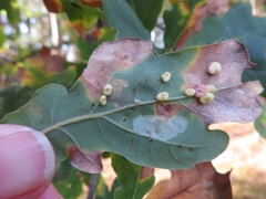 Trigonaspis megaptera