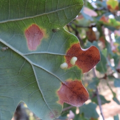 Trigonaspis megaptera