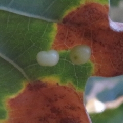 Trigonaspis megaptera