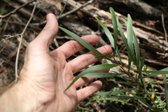 Acacia maidenii