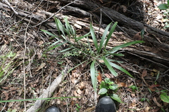 Acacia maidenii
