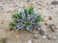 Macledium relhanioides