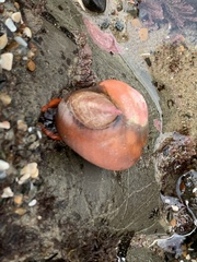 Crepidula norrisiarum