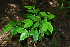 Lasianthus hispidulus