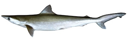 Grey Sharpnose Shark