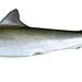 Grey Sharpnose Shark - Photo (c) 
CSIRO National Fish Collection, some rights reserved (CC BY)