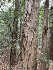 Lophostemon suaveolens