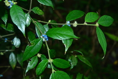 Lasianthus curtisii