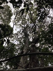 Lophostemon suaveolens