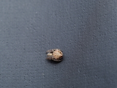Eriovixia cavaleriei