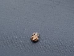 Eriovixia cavaleriei