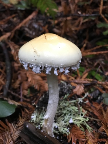 Stropharia ambigua (Peck) Zeller