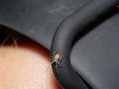 Coleosoma octomaculatum