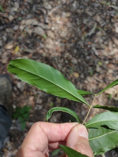 Image of Notelaea punctata by (c) Tony van Kampen, some rights reserved (CC BY)