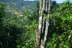 Coptosapelta diffusa