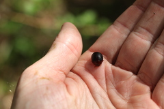 Dicranosterna immaculata