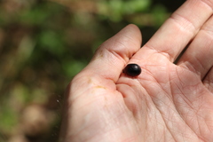 Dicranosterna immaculata