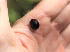 Dicranosterna immaculata