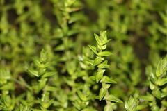 Rotala tripartita