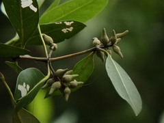 Avicennia alba