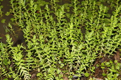 Rotala tripartita