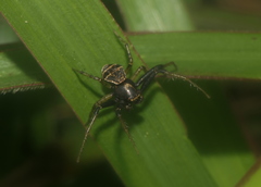 Xysticus croceus