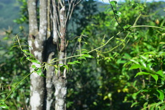 Coptosapelta diffusa
