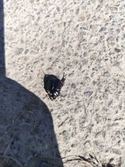 Adoryphorus coulonii