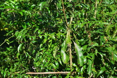 Coptosapelta diffusa