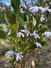 Scaevola angustata