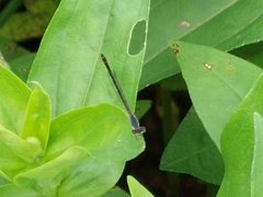Agriocnemis pygmaea