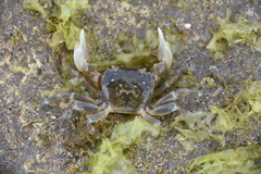 Paragrapsus quadridentatus