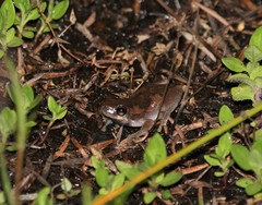 Litoria balatus