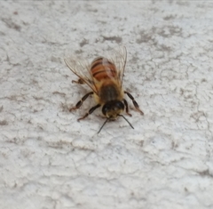 Apis mellifera
