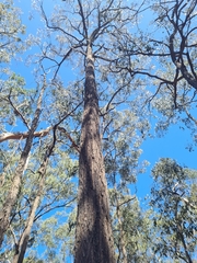 Eucalyptus fibrosa