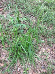 Carex zuluensis