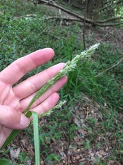 Carex zuluensis