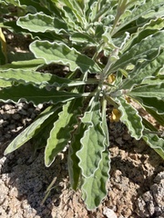Froelichia xantusii