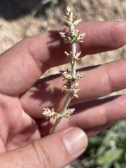 Froelichia xantusii