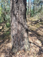 Eucalyptus fibrosa