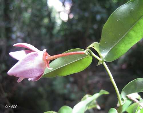 Artabotrys madagascariensis