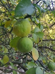 Citrus trifoliata