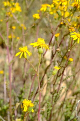 Senecio robertiifolius