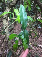 Ochnaceae