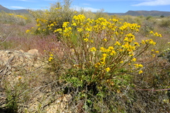 Senecio robertiifolius
