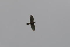 Accipiter rufitorques