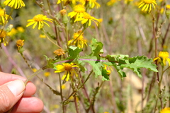 Senecio robertiifolius