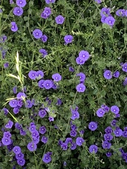 Convolvulus sabatius