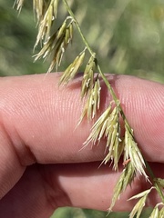 Bouteloua reflexa